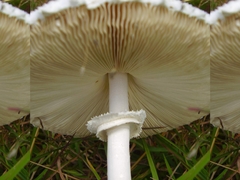 Macrolepiota dolichaula