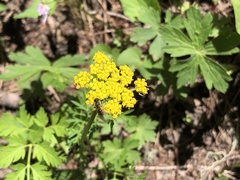 Pseudocymopterus