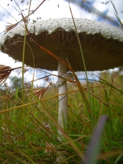 Macrolepiota dolichaula