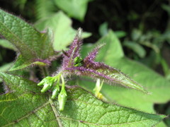 Solanum acerifolium