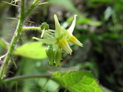 Solanum acerifolium