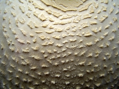 Macrolepiota dolichaula