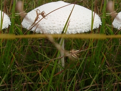 Macrolepiota dolichaula