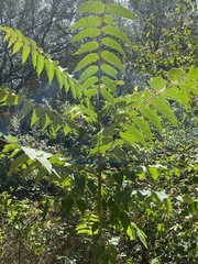Ailanthus altissima