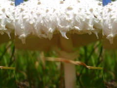 Macrolepiota dolichaula