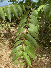 Ailanthus altissima