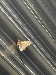 Callosamia angulifera