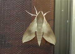 Theretra indistincta