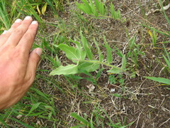 Asclepias lanuginosa