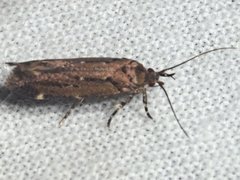 Macrobathra nephelomorpha