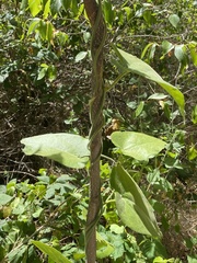 Aristolochia californica