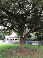 Magnoliopsida