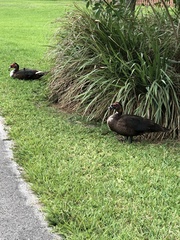 Cairina moschata domestica
