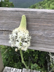 Melanthiaceae
