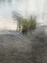 Poaceae