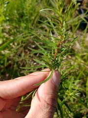 Baccharis coridifolia