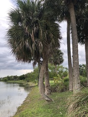 Sabal palmetto