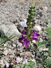 Dalea lasiathera