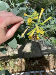 Nicotiana glauca