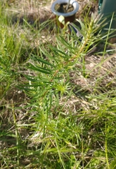 Baccharis coridifolia