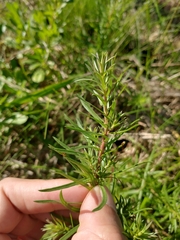 Baccharis coridifolia