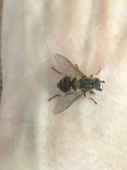 Helophilus lapponicus