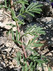 Dalea lasiathera