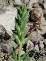Dalea lasiathera