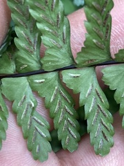 Asplenium sellowianum