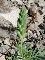Dalea lasiathera