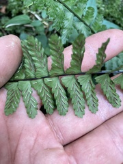 Asplenium sellowianum