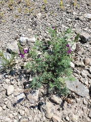Dalea lasiathera