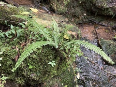 Asplenium sellowianum