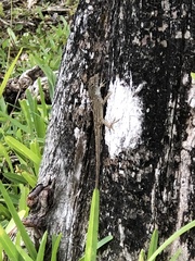 Anolis sagrei