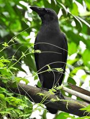 Corvus macrorhynchos