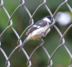 Sporophila morelleti