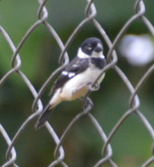 Sporophila morelleti