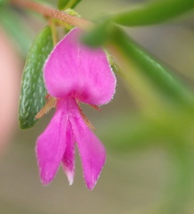 Indigofera sp14