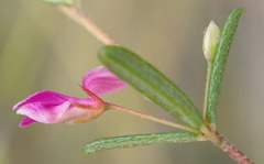 Indigofera sp14