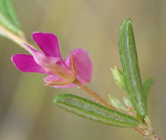 Indigofera sp14
