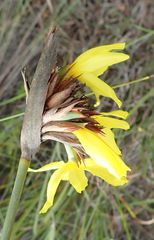 Bobartia macrospatha macrospatha