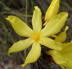 Bobartia macrospatha macrospatha