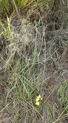 Image of Bobartia macrospatha by (c) Nicola van Berkel, some rights reserved (CC BY-SA)
