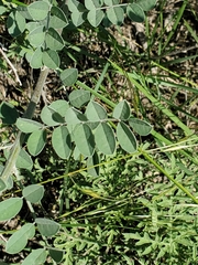 Indigofera lindheimeriana