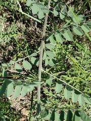 Indigofera lindheimeriana