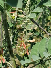 Indigofera lindheimeriana
