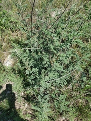 Indigofera lindheimeriana