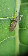 Epimeces