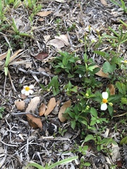 Bidens alba