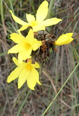 Bobartia macrospatha macrospatha